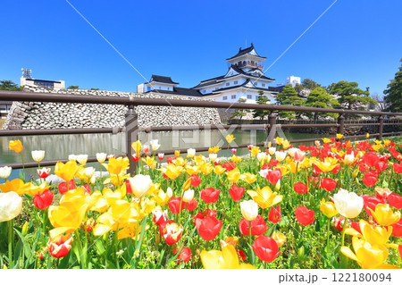【富山県】快晴の富山城天守閣と満開の桜とチューリップ 122180094