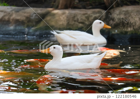 The white Duck is stay in nature garden The white Duck is stay in nature garden 122180546