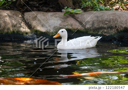 The white Duck is stay in nature garden The white Duck is stay in nature garden 122180547