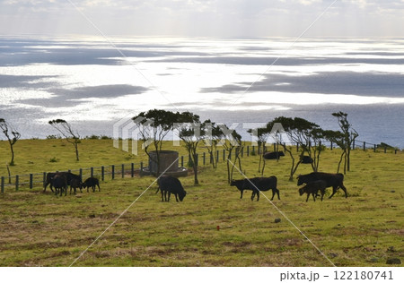 八丈島で放牧される黒牛 東京 八丈島で放牧される黒牛 東京 122180741