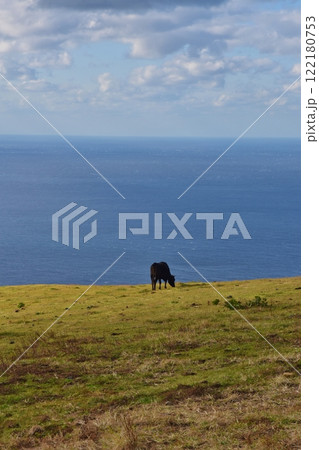 八丈島で放牧される黒牛　東京 122180753