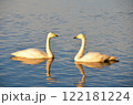 池で泳ぐ見つめ合う白鳥 122181224