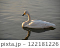 池に浮かぶ白鳥 122181226