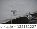 氷上を歩く白鳥 122181227