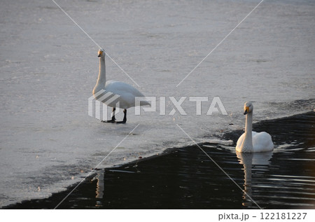 氷上を歩く白鳥 122181227