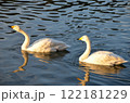 泳ぐ白鳥 122181229
