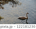 池に浮かぶ白鳥 122181230