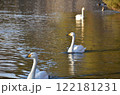 水面を泳ぐ白鳥 122181231