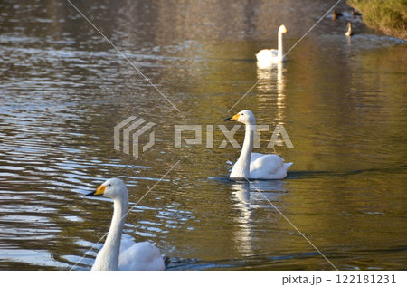 水面を泳ぐ白鳥 122181231