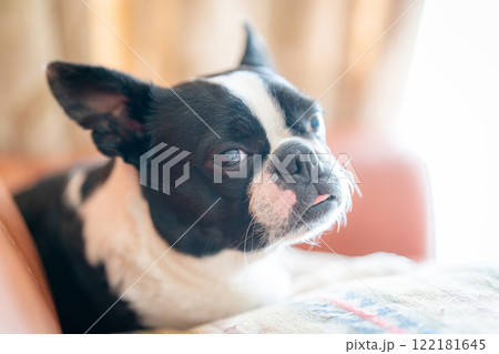 ソファでくつろぐボストンテリア 122181645