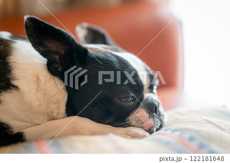 ソファでくつろぐボストンテリア ソファでくつろぐボストンテリア 122181648