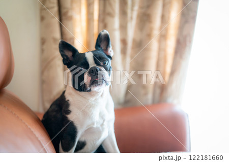 ソファでおすわりするボストンテリア 122181660