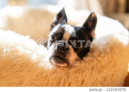 クッションでくつろぐボストンテリア クッションでくつろぐボストンテリア 122181678