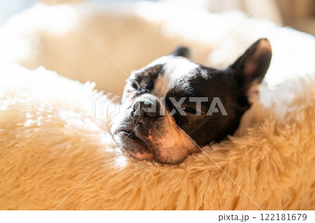 クッションでくつろぐボストンテリア 122181679