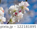 青空バックの花桃の花 122181895