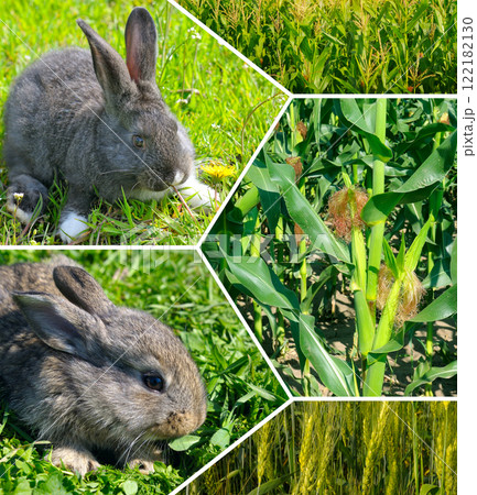 Rabbit Farm and corn and wheat field. Corn and wheat are fodder crops for livestock. Collage. Rabbit Farm and corn and wheat field. Corn and wheat are fodder crops for livestock. Collage. 122182130
