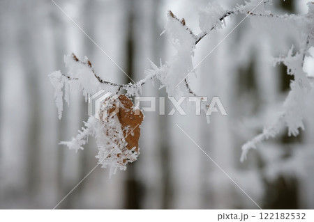 A close-up photograph capturing the delicate beauty of frost-covered autumn leaves on a branch. The golden-brown leaves, partially encrusted with snow and ice, stand out against a softly blurred 122182532