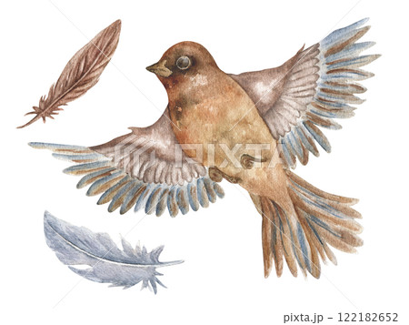 Watercolor bird jay with wings. In vintage style. Realistic illustration of a spring bird in flight with feathers. Bird Day. 122182652