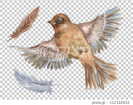 Watercolor bird jay with wings. In vintage style. Realistic illustration of a spring bird in flight with feathers. Bird Day. 122182652