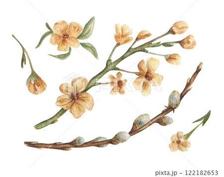 A set of flowering tree branches, yellow flowers and a willow. Delicate floral elements for wedding invitations, postcards. Yellow flowers in watercolor. 122182653