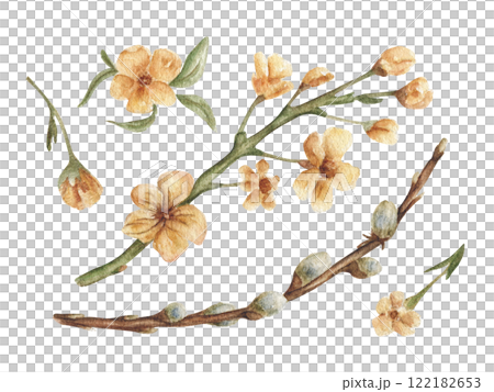 A set of flowering tree branches, yellow flowers and a willow. Delicate floral elements for wedding invitations, postcards. Yellow flowers in watercolor. 122182653