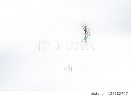 Creative minimalist work of bare branches reflecting in the Bovilla lake, Albania 122182747