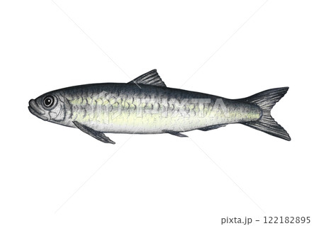 Sardine fish. A hand-drawn watercolor illustration. Color image of seafood. Separate from the background. Perfect for menus, recipe books, packages, labels, invitations, and more. 122182895