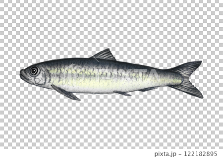 Sardine fish. A hand-drawn watercolor illustration. Color image of seafood. Separate from the background. Perfect for menus, recipe books, packages, labels, invitations, and more. 122182895