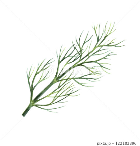 A sprig of spicy dill. Hand-drawn watercolor illustration. An image of spicy greens. Highlighted from the background. Perfect for menus, recipe books, packages, labels, and more. 122182896