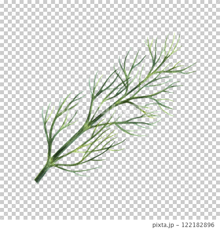A sprig of spicy dill. Hand-drawn watercolor illustration. An image of spicy greens. Highlighted from the background. Perfect for menus, recipe books, packages, labels, and more. 122182896