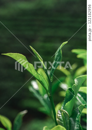 CloseUp of Fresh Green Tea Leaves Set Amidst the Beauty of Nature and Its Elements 122182956