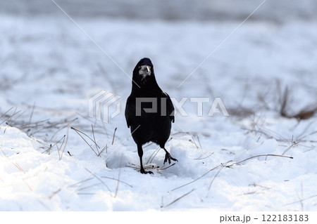 Crow in a winter park. Birdwatching in the city. 122183183