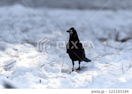 Crow in a winter park. Birdwatching in the city. Crow in a winter park. Birdwatching in the city. 122183184