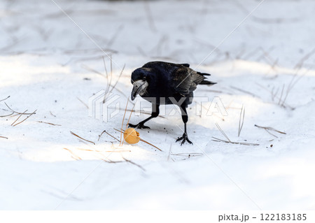 Crow in a winter park. Birdwatching in the city. Crow in a winter park. Birdwatching in the city. 122183185