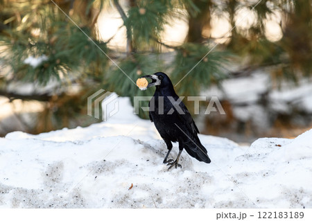 Crow in a winter park. Birdwatching in the city. Crow in a winter park. Birdwatching in the city. 122183189