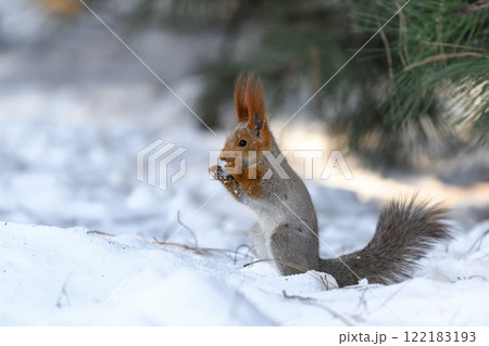 Red eurasian squirrel on snow in the park, close-up. Winter time. Red eurasian squirrel on snow in the park, close-up. Winter time. 122183193