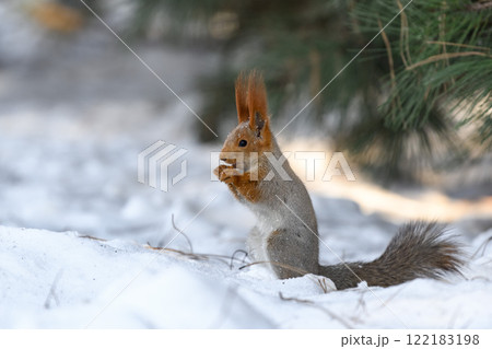 Red eurasian squirrel on snow in the park, close-up. Winter time. Red eurasian squirrel on snow in the park, close-up. Winter time. 122183198