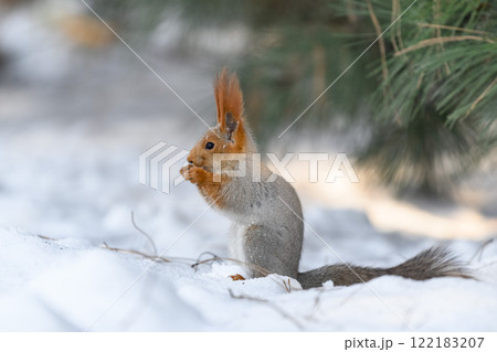 Red eurasian squirrel on snow in the park, close-up. Winter time. 122183207