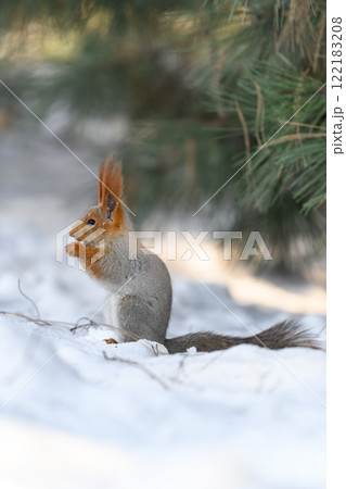 Red eurasian squirrel on snow in the park, close-up. Winter time. 122183208