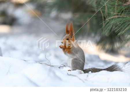 Red eurasian squirrel on snow in the park, close-up. Winter time. 122183210