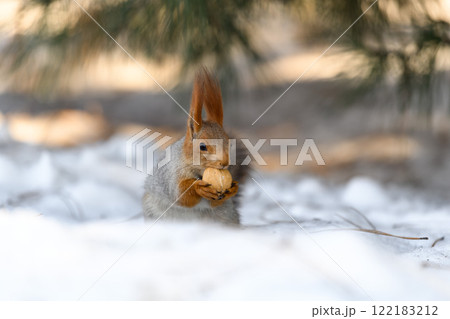 Red eurasian squirrel on snow in the park, close-up. Winter time. 122183212