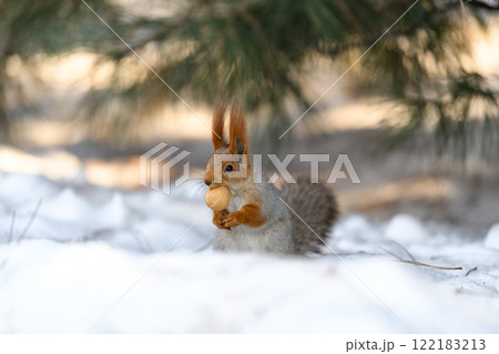 Red eurasian squirrel on snow in the park, close-up. Winter time. 122183213
