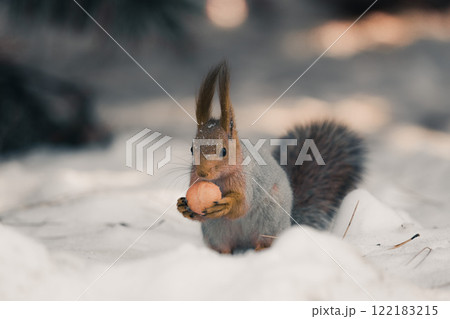 Red eurasian squirrel on snow in the park, close-up. Winter time. 122183215