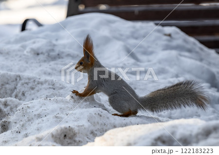 Red eurasian squirrel on snow in the park, close-up. Winter time. 122183223
