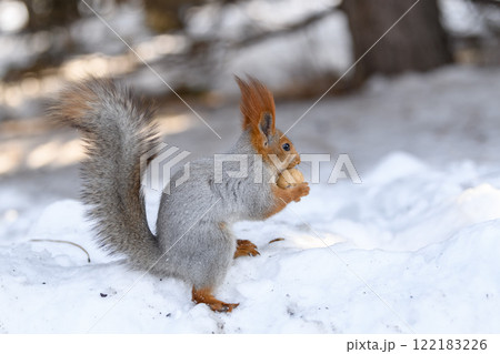 Red eurasian squirrel on snow in the park, close-up. Winter time. Red eurasian squirrel on snow in the park, close-up. Winter time. 122183226
