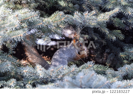 Red eurasian squirrel on snow in the park, close-up. Winter time. Red eurasian squirrel on snow in the park, close-up. Winter time. 122183227