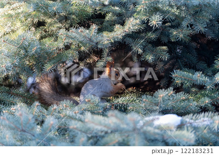 Red eurasian squirrel on snow in the park, close-up. Winter time. Red eurasian squirrel on snow in the park, close-up. Winter time. 122183231