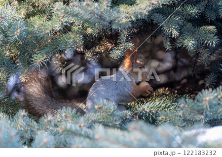 Red eurasian squirrel on snow in the park, close-up. Winter time. Red eurasian squirrel on snow in the park, close-up. Winter time. 122183232