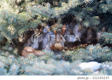 Red eurasian squirrel on snow in the park, close-up. Winter time. Red eurasian squirrel on snow in the park, close-up. Winter time. 122183237