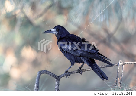 Crow in a winter park. Birdwatching in the city. 122183241